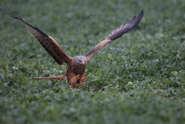 Foto: Rotmilan auf Jagd nahe Dederstedt/MSH, 9.4.2015, H. Labitzke